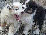 3 chiots Berger Australien dont 2 mâles et 1 femelle non LOF à réserver