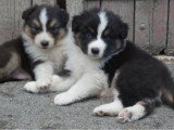 3 chiots Berger Australien dont 2 mâles et 1 femelle non LOF à réserver