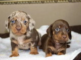 2 chiots Teckel chocolat poil ras LOF nés juin 2026 à réserver