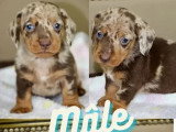2 chiots Teckel chocolat poil ras LOF nés juin 2026 à réserver