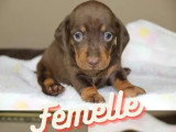 2 chiots Teckel chocolat poil ras LOF nés juin 2026 à réserver
