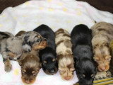 Portée de 6 chiots Teckel nain poil long non LOF à réserver