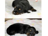 Portée de 6 chiots Teckel nain poil long non LOF à réserver