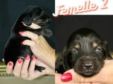 Portée de 6 chiots Teckel nain poil long non LOF à réserver