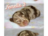 Portée de 6 chiots Teckel nain poil long non LOF à réserver