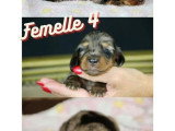 Portée de 6 chiots Teckel nain poil long non LOF à réserver