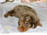 Portée de 6 chiots Teckel nain poil long non LOF à réserver