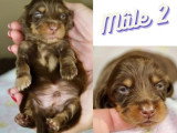 Portée de 6 chiots Teckel nain poil long non LOF à réserver