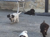 Chiots Lagotto Romagnolo à vendre (3 femelles & 2 mâles)
