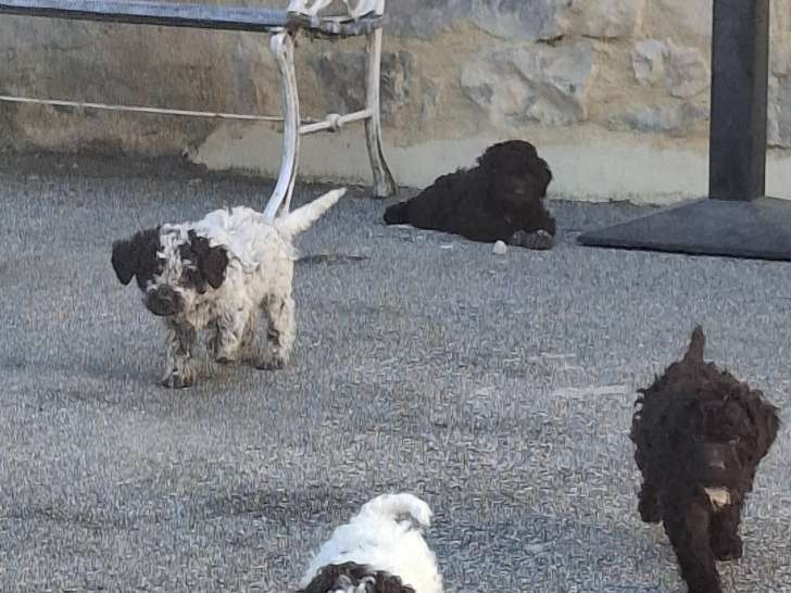 Chiots Lagotto Romagnolo à vendre (3 femelles & 2 mâles)
