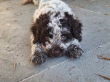 Chiots Lagotto Romagnolo à vendre (3 femelles & 2 mâles)