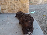 Chiots Lagotto Romagnolo à vendre (3 femelles & 2 mâles)