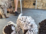 Chiots Lagotto Romagnolo à vendre (3 femelles & 2 mâles)