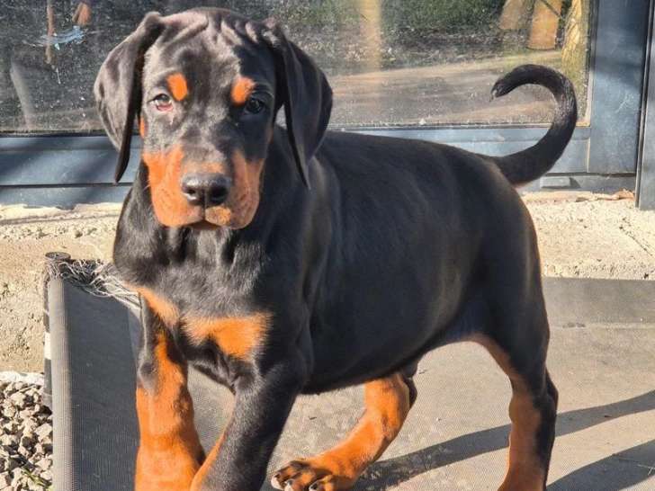 Chiot femelle Dobermann non LOF à vendre née en avril 2026