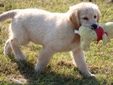 Chiot Golden Retriever mâle LOF à vendre né en mars 2026