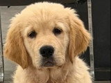Chiot Golden Retriever mâle LOF à vendre né en mars 2026