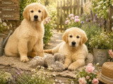 Chiot Golden Retriever mâle LOF à vendre né en mars 2026