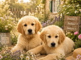Chiot Golden Retriever mâle LOF à vendre né en mars 2026