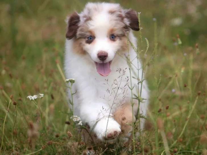 Chiot femelle Berger Américain Miniature à réserver LOF