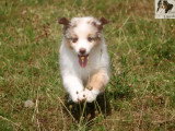 Chiot femelle Berger Américain Miniature à réserver LOF
