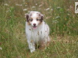 Chiot femelle Berger Américain Miniature à réserver LOF