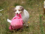 Chiot femelle Berger Américain Miniature à réserver LOF