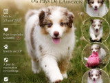 Chiot femelle Berger Américain Miniature à réserver LOF