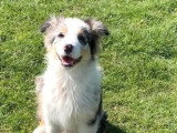 Chiot femelle Berger Australien bleu merle LOF à vendre