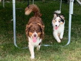 Chiot femelle Berger Australien bleu merle LOF à vendre