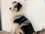 Chiot femelle Berger Australien bleu merle LOF à vendre