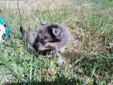 Portée de 4 chiots Chihuahua non LOF nés en mai 2026 à vendre