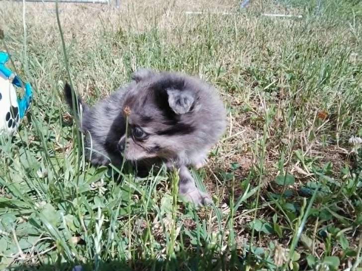 Portée de 4 chiots Chihuahua non LOF nés en mai 2026 à vendre