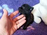 Portée de 4 chiots Chihuahua non LOF nés en mai 2026 à vendre