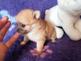 Portée de 4 chiots Chihuahua non LOF nés en mai 2026 à vendre