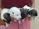 4 chiots Fox Terrier à Poil Lisse mâles LOF à réserver
