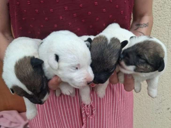 4 chiots Fox Terrier à Poil Lisse mâles LOF à réserver