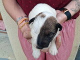 4 chiots Fox Terrier à Poil Lisse mâles LOF à réserver