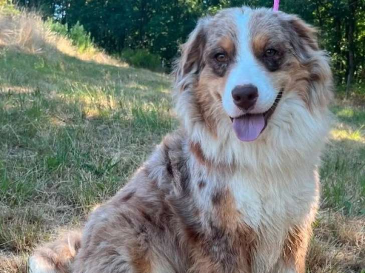Chienne Berger Australien rouge merle LOF de 2023 à vendre