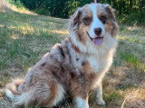 Chienne Berger Australien rouge merle LOF de 2023 à vendre