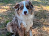 Chienne Berger Australien rouge merle LOF de 2023 à vendre