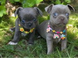 Deux chiots Chihuahua à vendre non LOF de mai 2026