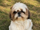 Chienne Shih Tzu LOF confirmée fauve et blanche à vendre