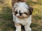 Chienne Shih Tzu LOF confirmée fauve et blanche à vendre