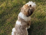 Chienne Shih Tzu LOF confirmée fauve et blanche à vendre