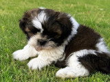 5 chiots Shih Tzu tricolores non LOF à réserver