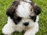 5 chiots Shih Tzu tricolores non LOF à réserver