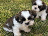 5 chiots Shih Tzu tricolores non LOF à réserver