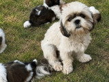 5 chiots Shih Tzu tricolores non LOF à réserver
