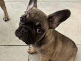 Chiot mâle de type Bouledogue Français à vendre