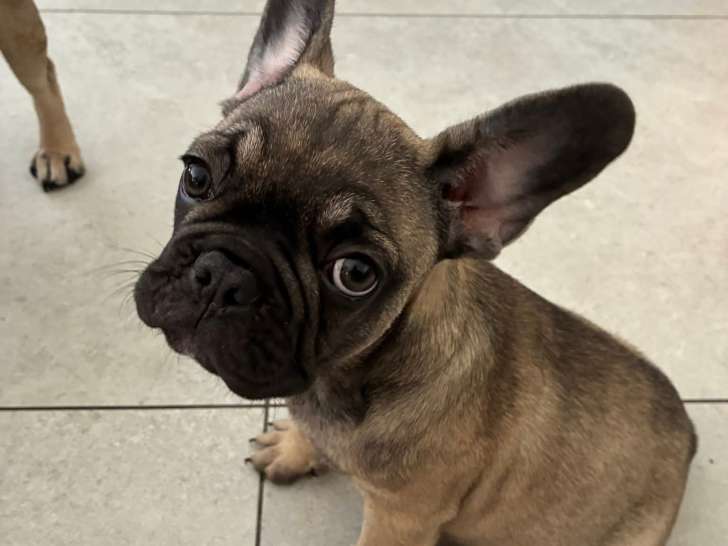 Chiot mâle de type Bouledogue Français à vendre